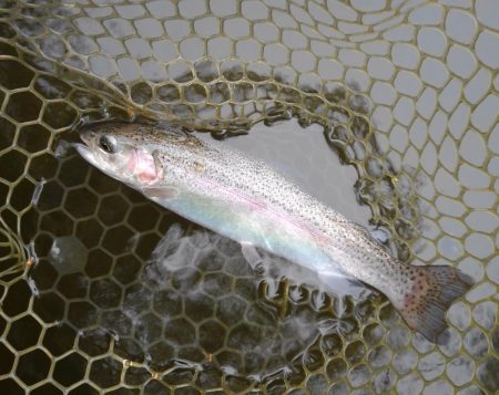 大安トラウトレイク 釣果